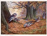 Wood Pigeon on Beech Mast by Archibald Thorburn